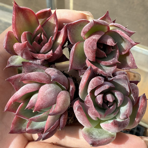 Echeveria cv. 'Fairy of Stunning Grace' - A premium bicolor succulent, drought-tolerant and easy to care for