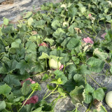 Super Sweet White Jade No.2 Melon Seeds - Early-Maturing, High-Yield, Highly Adaptable