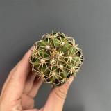 Melocactus azureus Cactus for Sale | Globe Cactus with Woolly Cephalium, Low-Maintenance Indoor Succulent