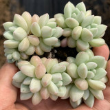 Echeveria cv. 'Bubblegum' - A sun-loving, plump premium succulent, perfect for succulent enthusiasts