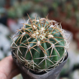 Melocactus azureus Cactus for Sale | Globe Cactus with Woolly Cephalium, Low-Maintenance Indoor Succulent