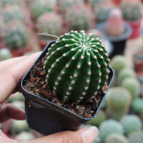 Echinopsis Hybrid 'Heijingang' for Sale | Low-Maintenance, Compact, Blooming Indoor Plant for Beginners