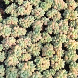 Echeveria cv. 'Bubblegum' - A sun-loving, plump premium succulent, perfect for succulent enthusiasts