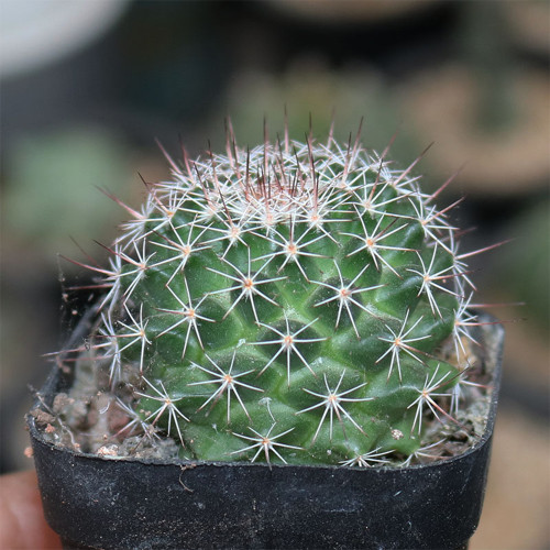 Mammillaria tayloriorum for Sale | Compact Globe with Pink Flowers, Low-Maintenance Succulent for Beginners