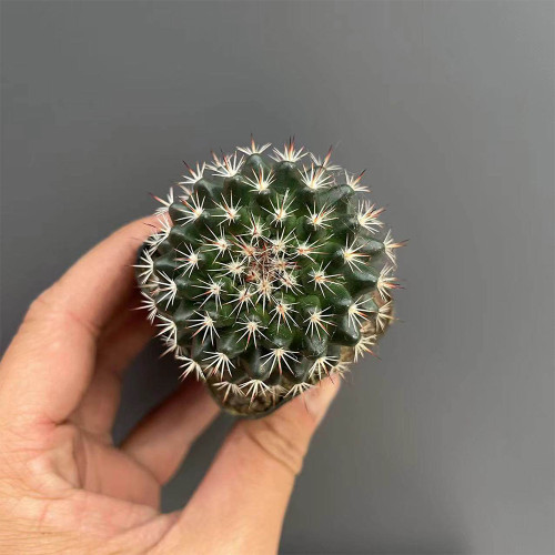 Mammillaria tayloriorum for Sale | Compact Globe with Pink Flowers, Low-Maintenance Succulent for Beginners