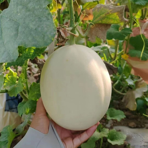 Super Sweet White Jade No.2 Melon Seeds - Early-Maturing, High-Yield, Highly Adaptable