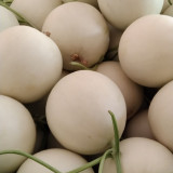 Super Sweet White Jade No.2 Melon Seeds - Early-Maturing, High-Yield, Highly Adaptable