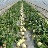 Super Sweet White Jade No.2 Melon Seeds - Early-Maturing, High-Yield, Highly Adaptable