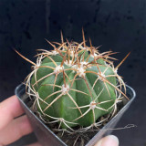 Melocactus azureus Cactus for Sale | Globe Cactus with Woolly Cephalium, Low-Maintenance Indoor Succulent