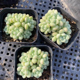 Echeveria cv. 'Bubblegum' - A sun-loving, plump premium succulent, perfect for succulent enthusiasts