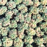Echeveria cv. 'Bubblegum' - A sun-loving, plump premium succulent, perfect for succulent enthusiasts