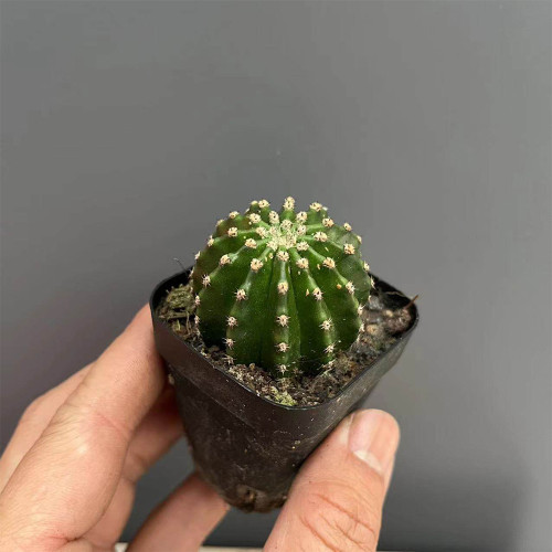 Echinopsis Hybrid 'Heijingang' for Sale | Low-Maintenance, Compact, Blooming Indoor Plant for Beginners