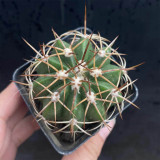 Melocactus azureus Cactus for Sale | Globe Cactus with Woolly Cephalium, Low-Maintenance Indoor Succulent