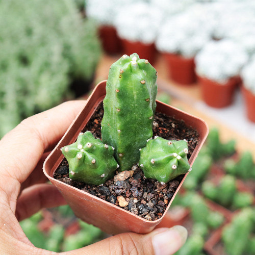 Echinocereus pentalophus 'Momotaro' Cactus | Low-Maintenance, Beginner-Friendly Indoor/Outdoor Decor Plant