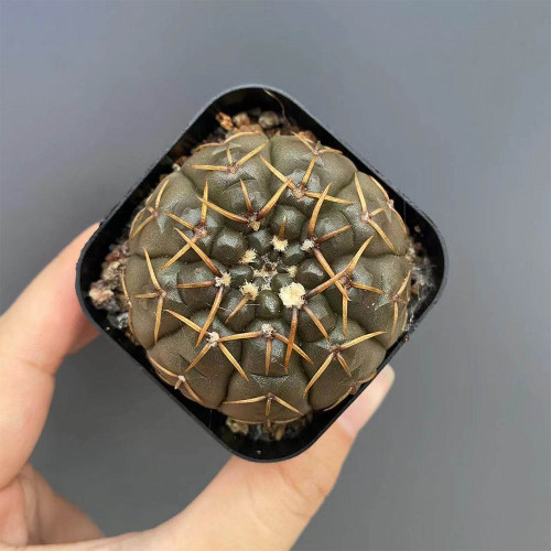 Gymnocalycium stellatum var. paucispinum for Sale – Low-Maintenance, Compact Slow-Growing Indoor Succulent