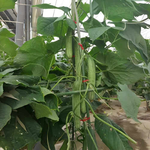 Yanbai No.3 Cucumber Seeds - Widely Adaptable, Crisp and Sweet Fruits, Suitable for Greenhouse and Open-Field Cultivation