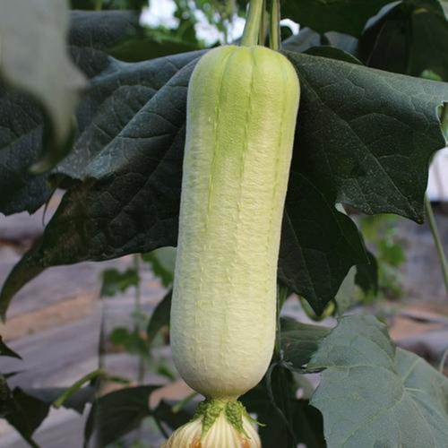 White Jade No.1 Luffa Seeds - Hybrid Variety, Stable Yield, Highly Adaptable, Top Choice for Home Gardening