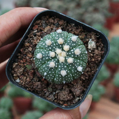 Astrophytum asterias Cactus for Sale | Live Cactus Plant - Spineless, Rare, Collector's Choice for Indoor Gardens