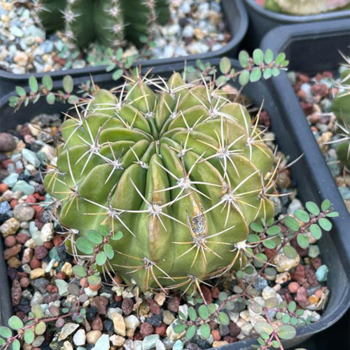 Echinopsis obrepanda Cactus for Sale | Golden-Spined, Flowering Succulent | Low-Maintenance Ball Cactus