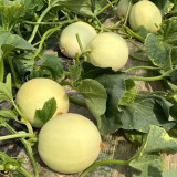 Caidu Jinyu No. 12 Muskmelon Seeds - High-Yield Hybrid Variety, Disease Resistant, Easy to Grow