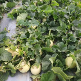Caidu Jinyu No. 12 Muskmelon Seeds - High-Yield Hybrid Variety, Disease Resistant, Easy to Grow