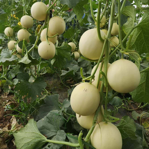 Caidu Jinyu No. 12 Muskmelon Seeds - High-Yield Hybrid Variety, Disease Resistant, Easy to Grow