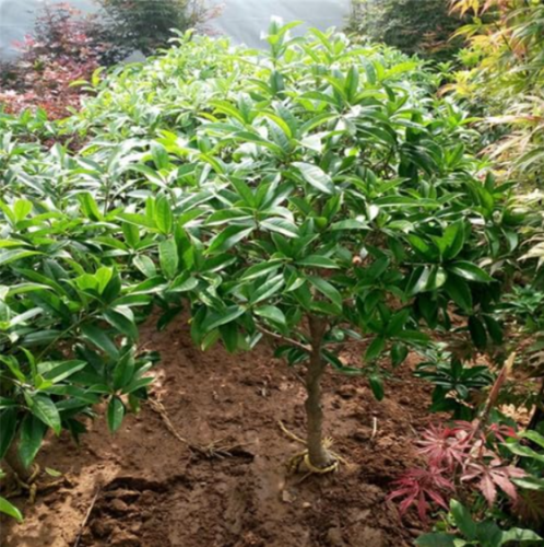 Osmanthus Fragrans flower Seeds Sweet Osmanthus Tree (Color: 2)