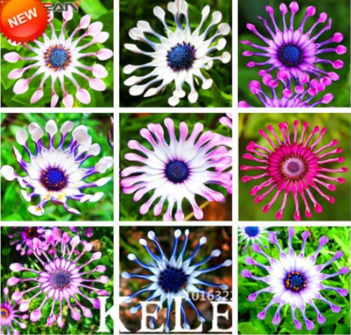 Osteospermum Seed Potted Flowering Plants Blue Daisy Flower Garden