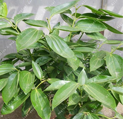Dwarf Trees Cinnamon Seeds Indoor Plants Traditional Sterilization Evergreen Vegetable