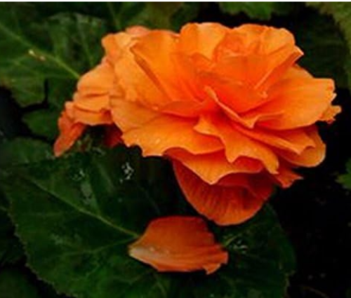 Begonia Seeds Flower Bonsai Double Orange Double Autumn Sowing Or Spring Sowing