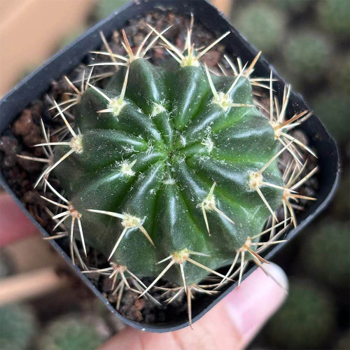 Echinopsis obrepanda Cactus for Sale | Golden-Spined, Flowering Succulent | Low-Maintenance Ball Cactus