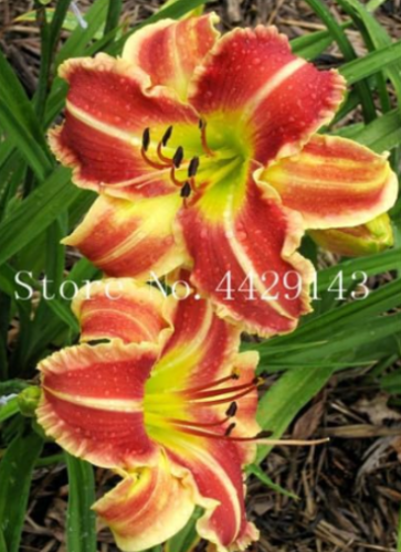 Holland Rainbow Daylily Seeds Garden Exotic Plant Organic (Color: 20)