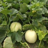 Caidu Jinyu No. 12 Muskmelon Seeds - High-Yield Hybrid Variety, Disease Resistant, Easy to Grow
