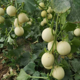 Caidu Jinyu No. 12 Muskmelon Seeds - High-Yield Hybrid Variety, Disease Resistant, Easy to Grow