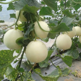 Caidu Jinyu No. 12 Muskmelon Seeds - High-Yield Hybrid Variety, Disease Resistant, Easy to Grow