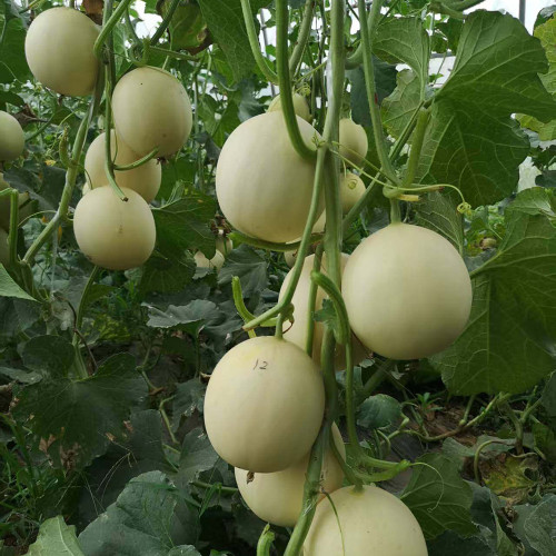 Caidu Jinyu No. 12 Muskmelon Seeds - High-Yield Hybrid Variety, Disease Resistant, Easy to Grow