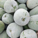 Beijing Chuanling No. 8 Wax Gourd Seeds - High Yield, Strong Adaptability, Easy to Grow