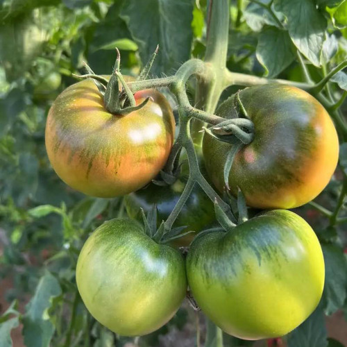 Xingchi Big Strawberry Tomato Seeds - Rich Flavor, Disease Resistant, Mid-Early Season and Versatile