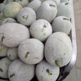 Beijing Chuanling No. 8 Wax Gourd Seeds - High Yield, Strong Adaptability, Easy to Grow