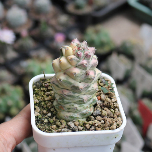 Monadenium ritchiei var. nyambense 'Variegata' for Sale | Rare Succulent, Low-Maintenance Architectural Plant