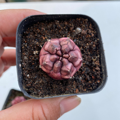 Gymnocalycium mihanovichii 'Day Dream' | Rare Moon Cactus | Compact Textured Succulent for Indoor & Outdoor