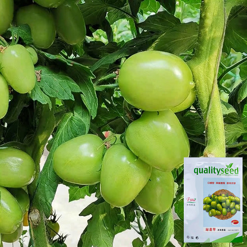 Green Jade Tomato Seeds - Premium Variety, High Yield, Sweet-Tart Flavor, Continuous Harvest