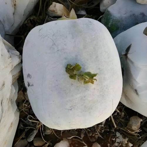 Beijing Chuanling No. 8 Wax Gourd Seeds - High Yield, Strong Adaptability, Easy to Grow