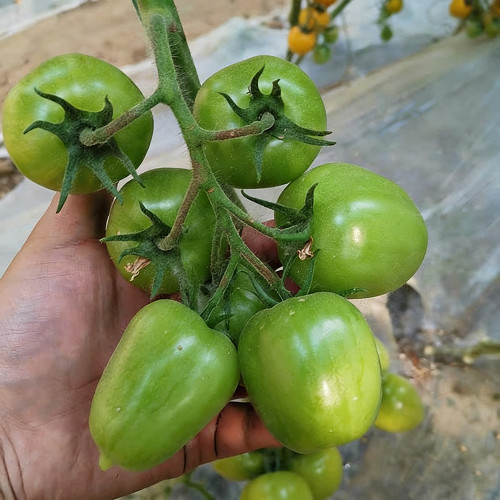 Green Jade Tomato Seeds - Premium Variety, High Yield, Sweet-Tart Flavor, Continuous Harvest