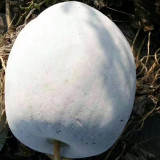 Beijing Chuanling No. 8 Wax Gourd Seeds - High Yield, Strong Adaptability, Easy to Grow