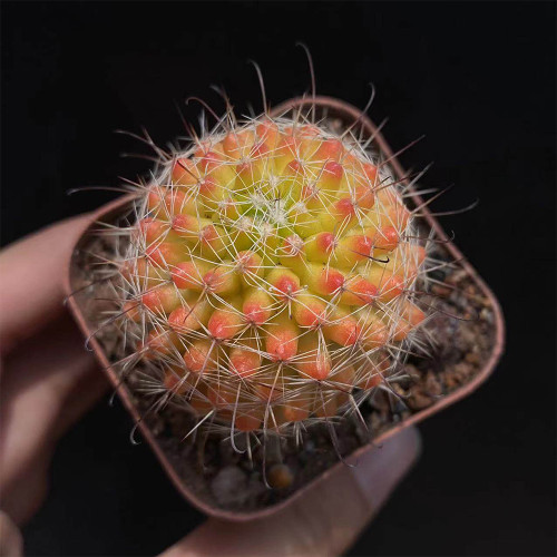Mammillaria jaliscana f. variegata 'Hongnawan' for Sale | Rare Variegated Succulent with Yellow to Orange Color Gradient