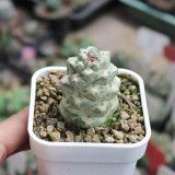 Monadenium ritchiei var. nyambense 'Variegata' for Sale | Rare Succulent, Low-Maintenance Architectural Plant