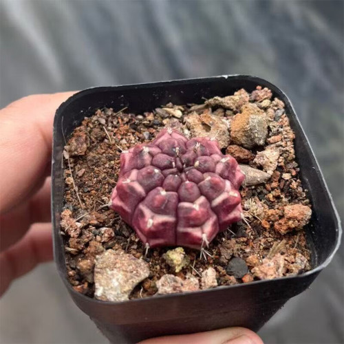Gymnocalycium mihanovichii 'Day Dream' | Rare Moon Cactus | Compact Textured Succulent for Indoor & Outdoor