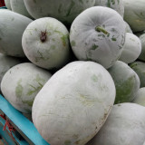 Beijing Chuanling No. 8 Wax Gourd Seeds - High Yield, Strong Adaptability, Easy to Grow
