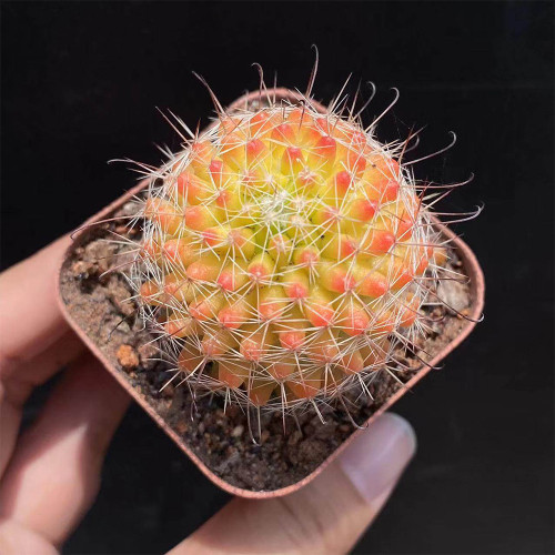 Mammillaria jaliscana f. variegata 'Hongnawan' for Sale | Rare Variegated Succulent with Yellow to Orange Color Gradient